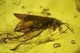 Fossil Caddisfly (Trichoptera) and Fly (Diptera) in Baltic Amber #200042-1